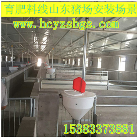 全自動化料線喂養(yǎng)豬設備泊頭市世昌畜牧有限公司
